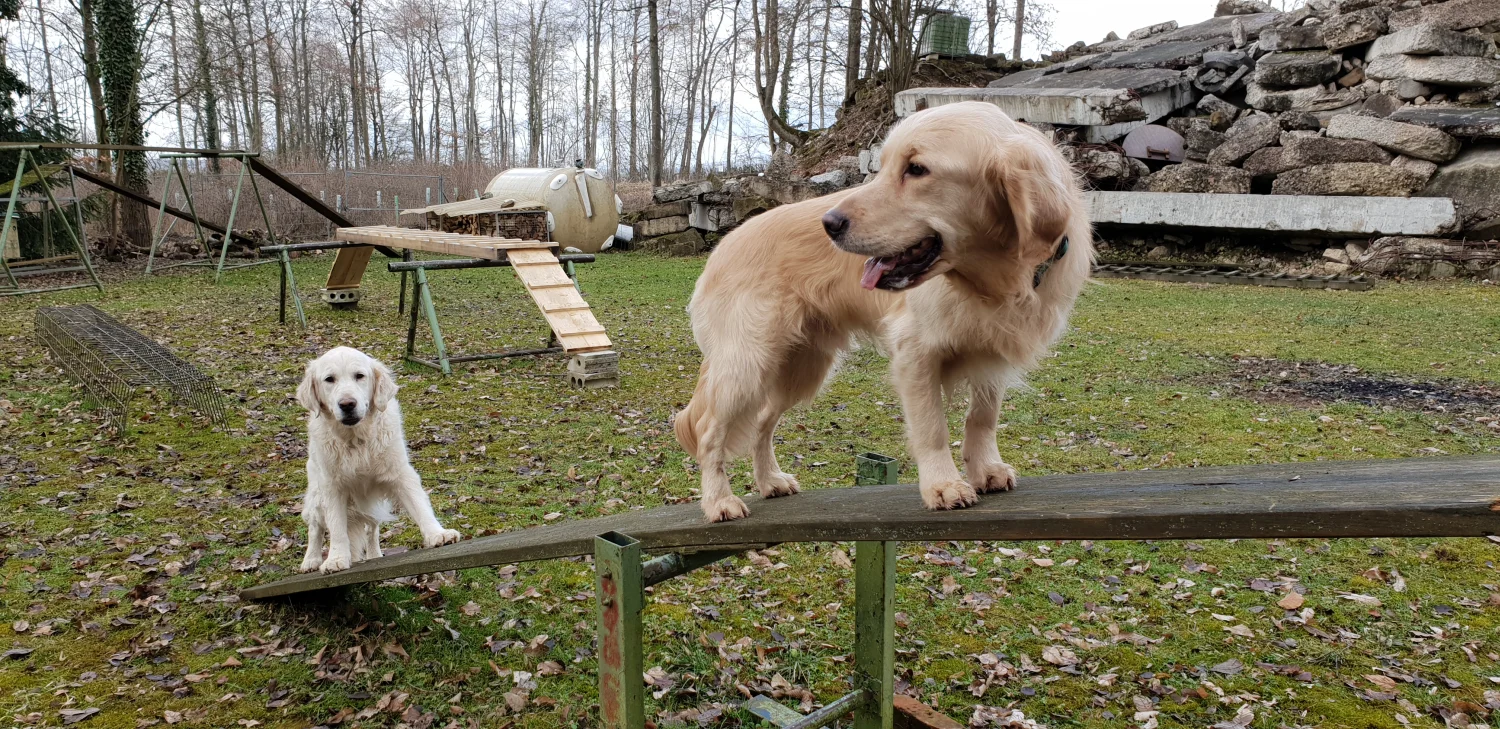 Hunde von Hundeschule - Hunde lernen immer