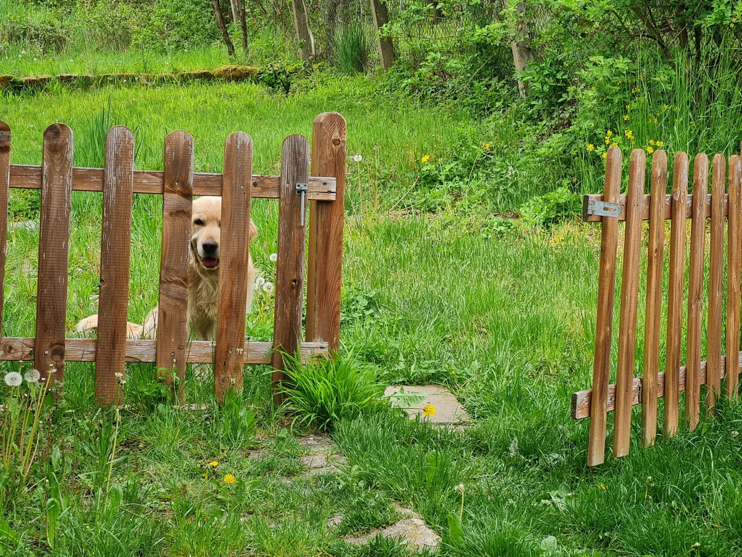 Einzeltraining Hund Gütersloh