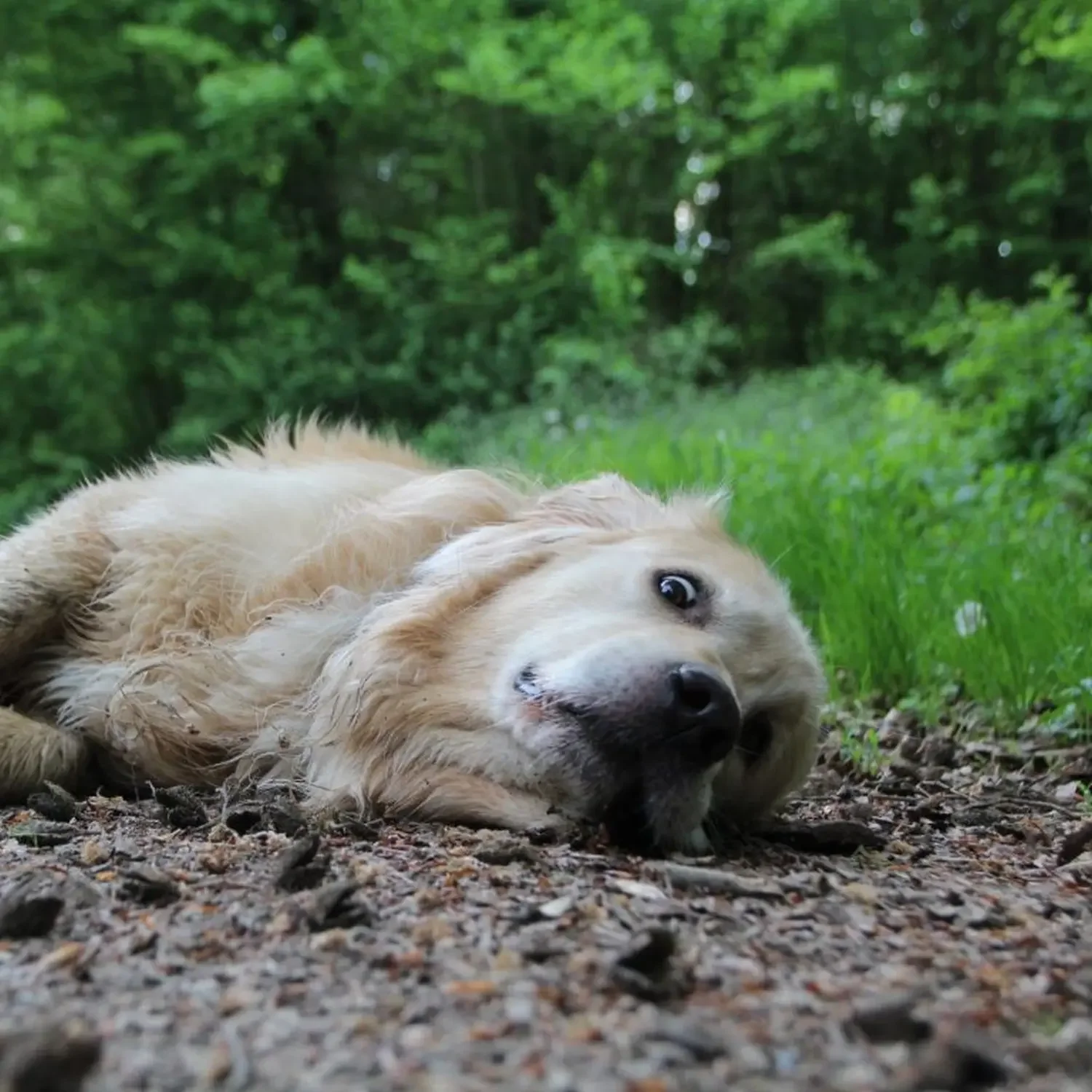 Was viele Hundebesitzer fragen